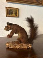 Taxidermie eekhoorn op boomschors met noot, Verzamelen, Ophalen, Zo goed als nieuw, Wild dier, Opgezet dier