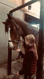 Verzorgpony gezocht - Betrouwbare en enthousiaste verzorger!, Dieren en Toebehoren, Ophalen, Nieuw