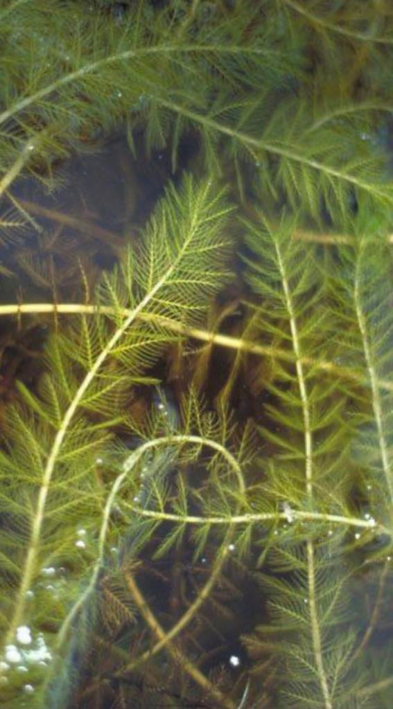 Gezocht zuurstofplanten, Ophalen