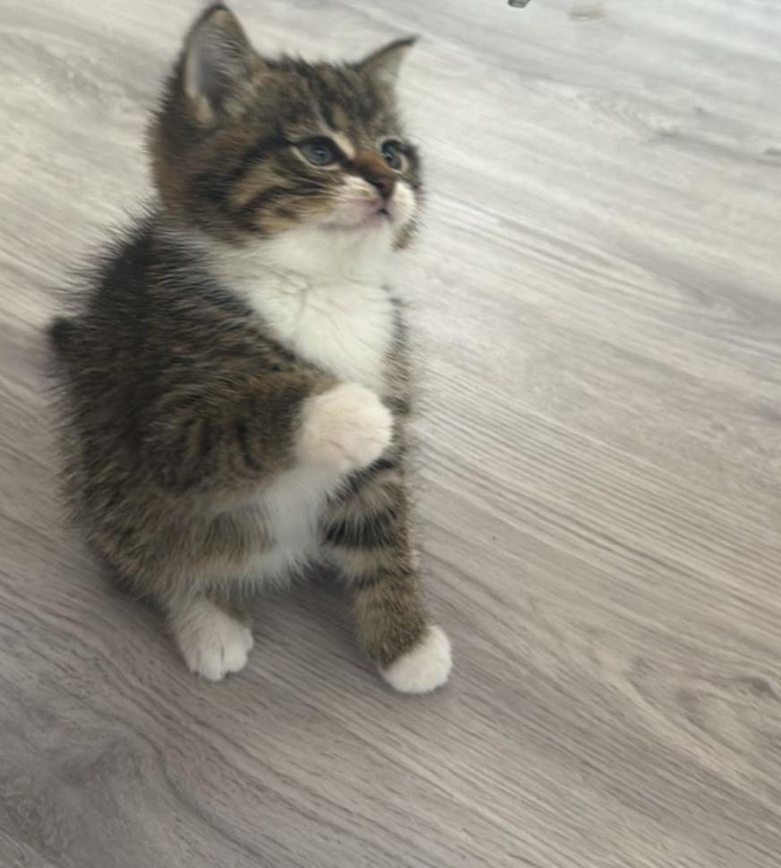 Kitten, Dieren en Toebehoren, Katten en Kittens | Overige Katten, Kater, 0 tot 2 jaar