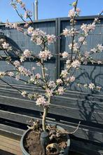 appelboom in pot, Ophalen, Lente, In pot, Halfschaduw
