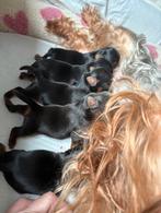 Yorkshire Terrier puppy's, Dieren en Toebehoren, Yorkshire Terriër, 8 tot 15 weken, Meerdere, Meerdere dieren