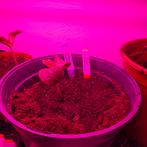 Bolletjes courgette plantje, Ophalen, Eenjarig, Groenteplanten, Volle zon