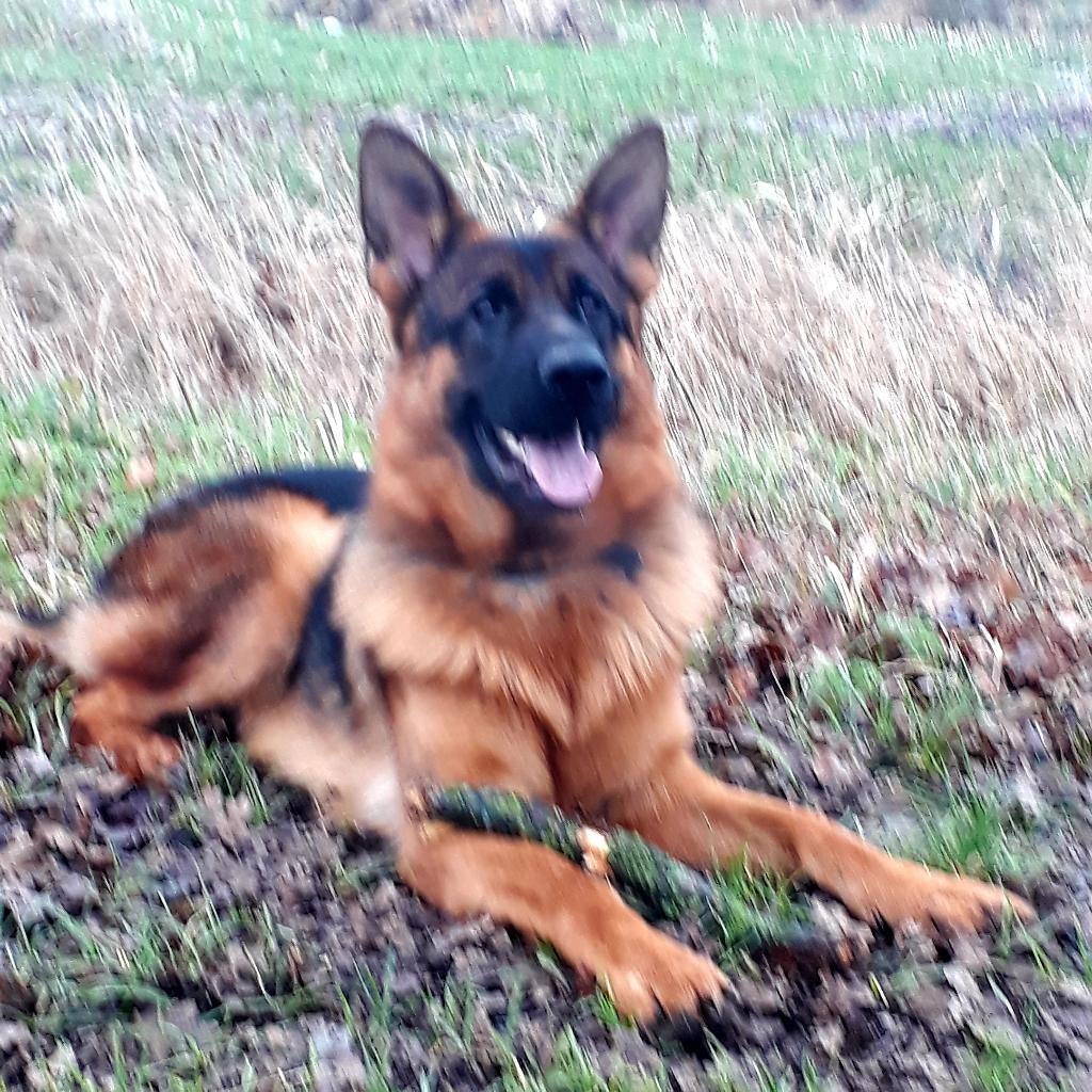 Duits stokhaar Herdershond, Dieren en Toebehoren, Honden | Herdershonden en Veedrijvers, Reu, Parvo, Eén hond, 3 tot 5 jaar