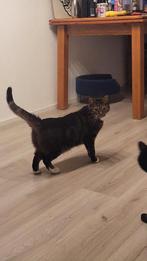 Bowie een kater van ongeveer 3 jaar, Dieren en Toebehoren, Kater, Gechipt, 3 tot 5 jaar