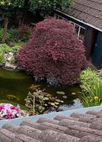 Japanse esdoorn, Ophalen, Halfschaduw, Overige soorten, 100 tot 250 cm