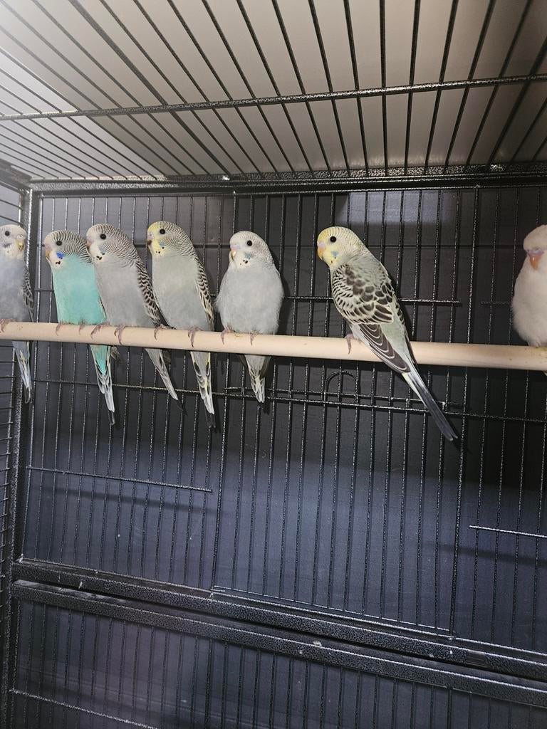 Grasparkieten, Dieren en Toebehoren, Vogels | Parkieten en Papegaaien, Meerdere dieren, Parkiet, Tam