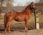 Grote D pony, Z, 11 jaar of ouder, D pony (1.37m tot 1.48m), Merrie