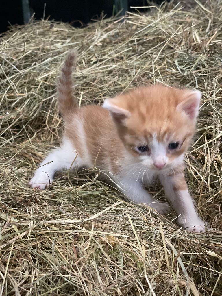 Boerderij kittens (alle gereserveerd), Dieren en Toebehoren, Katten en Kittens | Overige Katten, Meerdere dieren, Kortharig, 0 tot 2 jaar