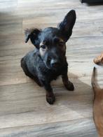 Mechelse herder pup, Reu, 8 tot 15 weken, Eén hond, Herder