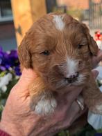 Australian labradoodle pups met afstammingsbewijs!!, Parvo, Overige rassen, 8 tot 15 weken, Meerdere