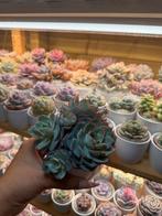 Echeveria Pamela succulent, Huis en Inrichting, Kamerplanten, Verzenden, Halfschaduw, Minder dan 100 cm