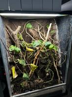 Terrarium 80x50x100, Ophalen, Zo goed als nieuw