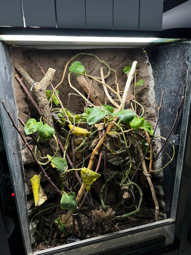 Terrarium 80x50x100, Dieren en Toebehoren, Reptielen en Amfibieën | Toebehoren, Zo goed als nieuw, Ophalen