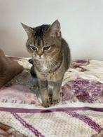 Britse korthaar kitten 25/07/2025 geboortedatum, Dieren en Toebehoren, Katten en Kittens | Raskatten | Korthaar, Poes, Met stamboom