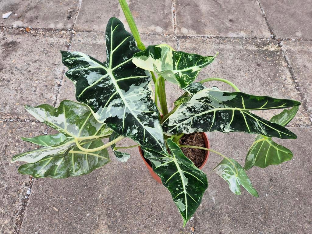 Alocasia Frydek Variegata p19 XXL (2), Huis en Inrichting, Kamerplanten, Ophalen of Verzenden, Halfschaduw, Minder dan 100 cm