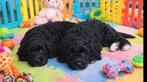 Australian labradoodle pups kleine medium, Overige rassen, 8 tot 15 weken, Parvo, Meerdere dieren