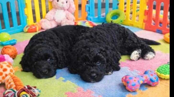 Australian labradoodle pups kleine medium, Dieren en Toebehoren, Honden | Retrievers, Spaniëls en Waterhonden, Meerdere dieren