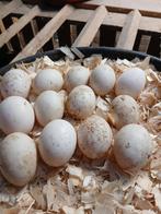 Loopeend eieren te koop, Geslacht onbekend, Eend