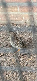 Chinese kwartel en japanse kwartel, Dieren en Toebehoren, Pluimvee, Geslacht onbekend, Overige soorten