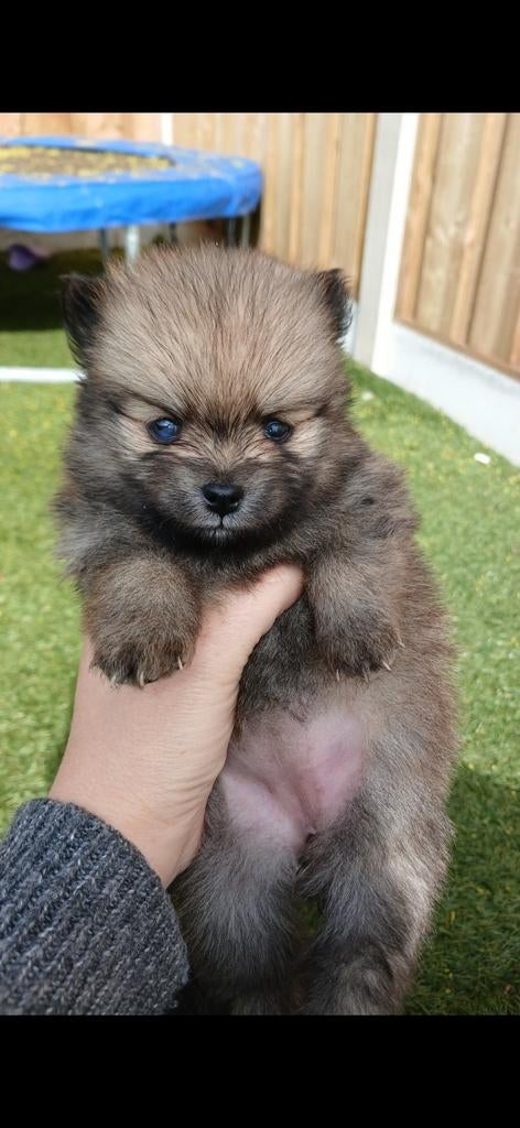 Prachtige pomski/pomeriaan pups, Dieren en Toebehoren, 8 tot 15 weken, Meerdere, Meerdere dieren, Nederland