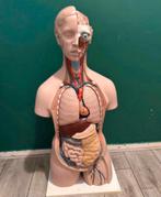 anatomisch model, Diversen, Schoolbenodigdheden, Ophalen, Zo goed als nieuw