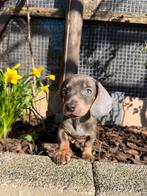 Leifhebbemde dwergteckel teefje, 8 tot 15 weken, Teef, Dwerg, Parvo