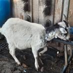 Een geit met boklam, Vrouwelijk, Geit, 0 tot 2 jaar