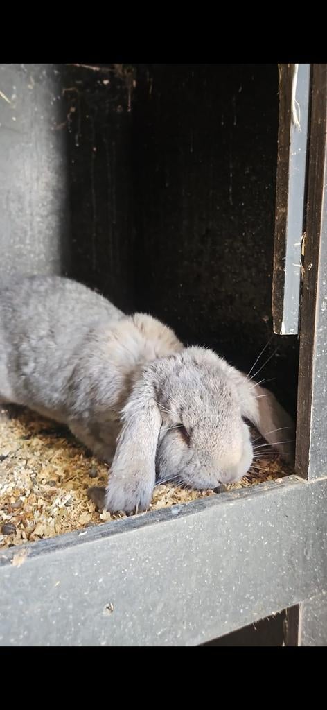 Franse hangoor, Dieren en Toebehoren, Konijnen, Vrouwelijk, Groot, Hangoor