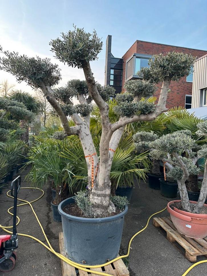 Pon pon Olijfboom, Tuin en Terras, Planten | Bomen, Ophalen