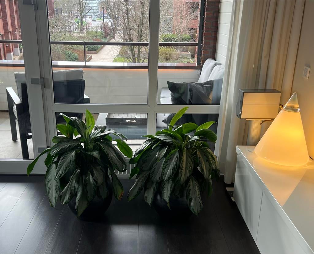Aglaonema kamerplanten set van 2 inclusief pot, Ophalen, Overige soorten, Halfschaduw, In pot