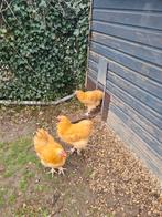 Orpington hanen, Dieren en Toebehoren, Mannelijk, Kip