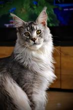 Mainecoon, Dieren en Toebehoren, Kater