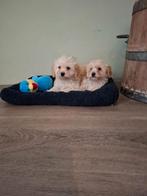 Prachtige Maltipoo f1 pups, Overige rassen, 8 tot 15 weken, Parvo, Meerdere