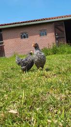 Amrock kriel kippen, Dieren en Toebehoren, Pluimvee