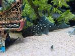 L128 Blue Phantom Pleco, Vis