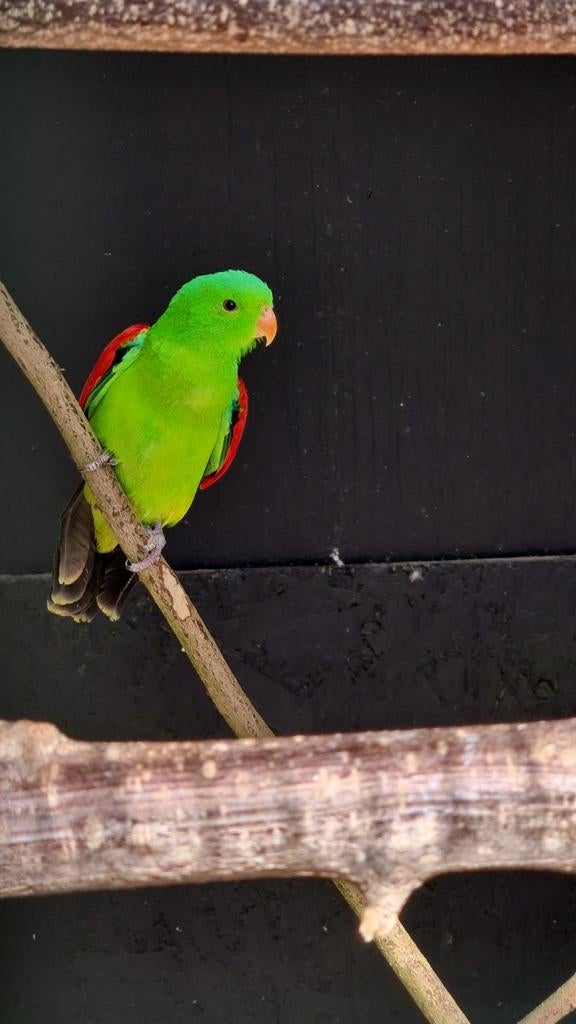 Roodvleugel, Dieren en Toebehoren, Vogels | Parkieten en Papegaaien, Meerdere dieren, Parkiet
