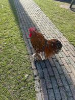 Cochin haan (handtam), Mannelijk, Kip