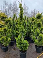 Spiraal Coniferen - Groenblijvende Tuinplanten, Volle zon, Vaste plant, Bloeit niet, Ophalen