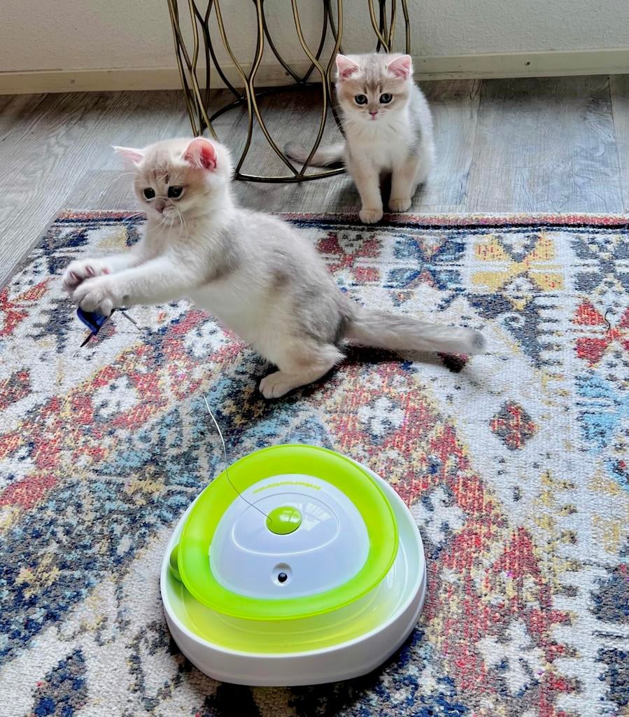 Britse Korthaar Poes 💖 Golden Blue Shaded, Poes, Gechipt, 0 tot 2 jaar