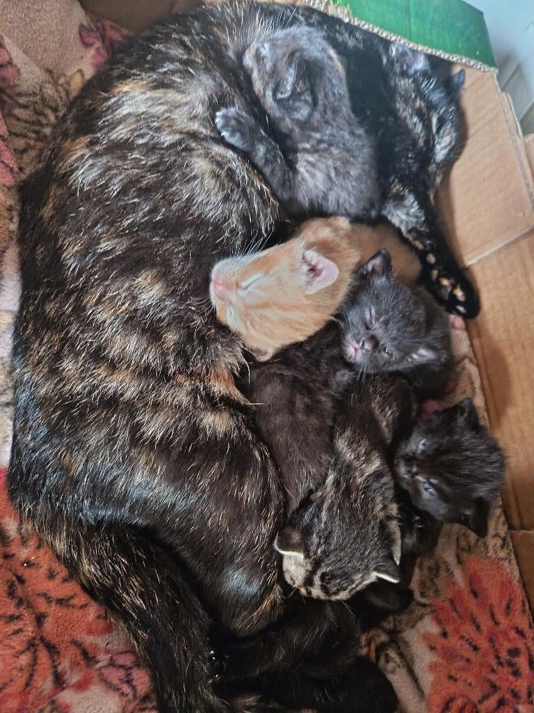 Kittens, Meerdere dieren, Ontwormd