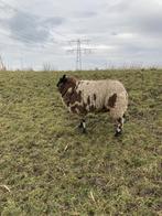 Ram, Dieren en Toebehoren, Mannelijk, Schaap