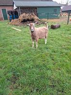 Toggenburger bok, Mannelijk, Geit