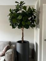 Nep tabaksplant, Ophalen, In pot, Halfschaduw, Minder dan 100 cm