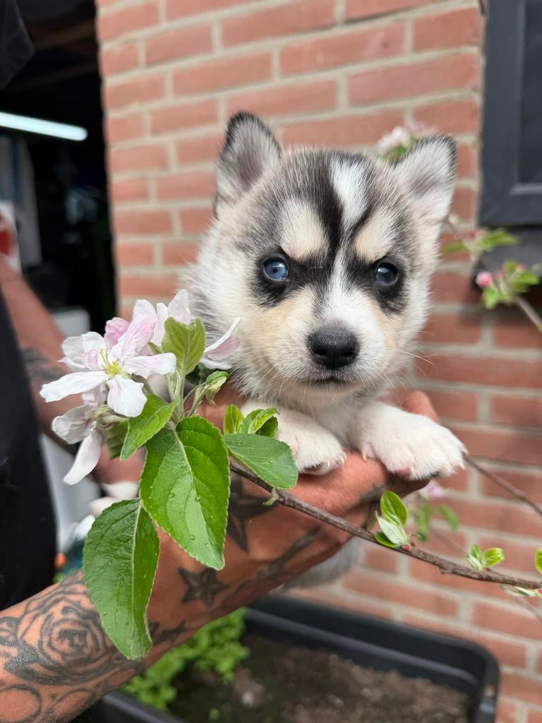 Pomsky pups, Overige rassen, 8 tot 15 weken, Meerdere, Meerdere dieren