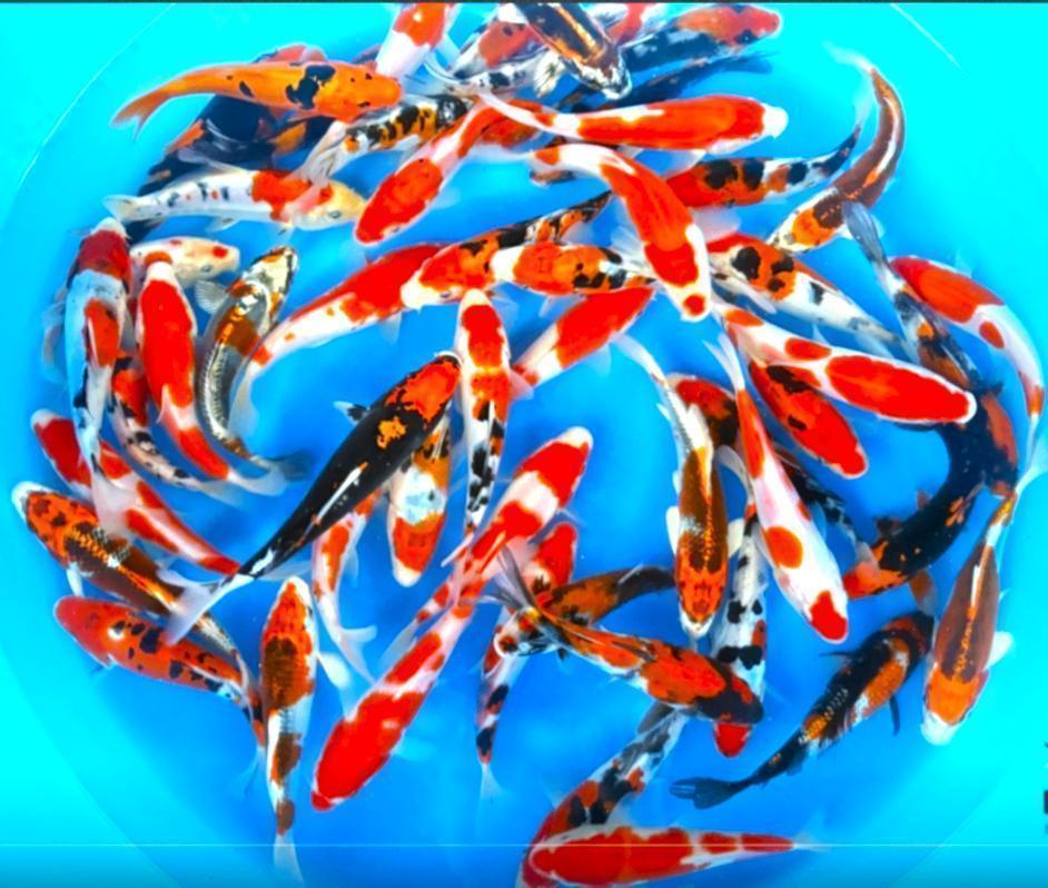 Jonge Japankoi TOSIA, koi in eerste levensjaar keus uit 3000, Dieren en Toebehoren, Vissen | Vijvervissen, Karper of Koi