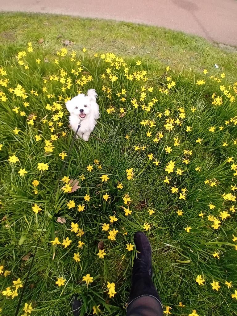 Boomer dekreu, Dieren en Toebehoren, Particulier, Reu, 1 tot 2 jaar, Buitenland