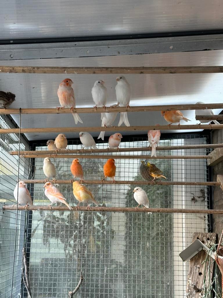 Kanarie, Meerdere dieren, Kleurkanarie