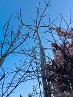 Anna Paulowna tomentosa grote boom in kuip, Ophalen, Lente, Volle zon, Overige soorten