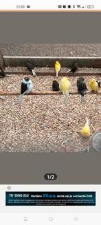 Te koop gevraagd verschillende soorten volière vogels, Dieren en Toebehoren, Meerdere dieren, Kleurkanarie